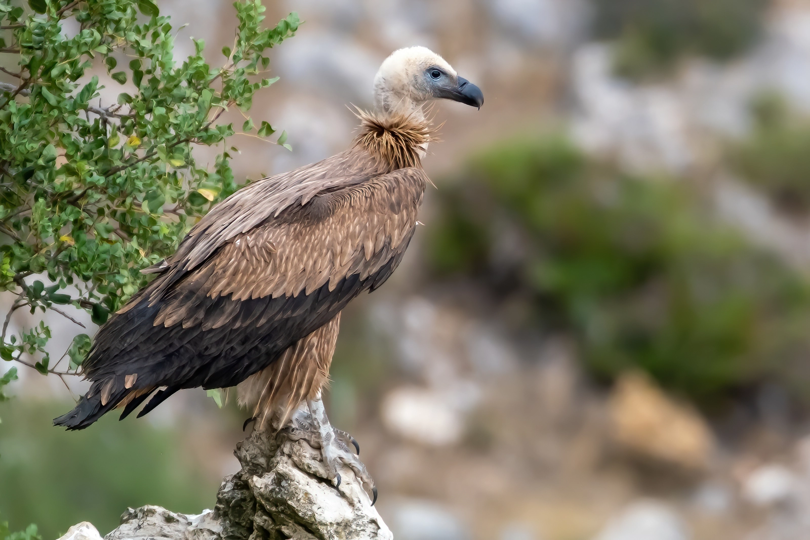 The griffon vulture our technical advisor